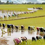 Muốn làm kinh tế nông nghiệp: phải chấp nhận ‘buông bỏ’ cái cũ