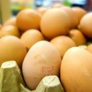 Ba Lan thu hồi hàng triệu quả trứng gà chứa dư lượng kháng sinh