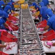 VASEP: Kiểm soát chặt chất lượng cá tra xuất khẩu sang Trung Quốc