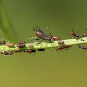 Nông dân Uganda sử dụng thuốc trừ sâu hữu cơ