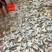 Hàng tấn cá đột nhiên bơi vào gần bờ biển Hà Tĩnh