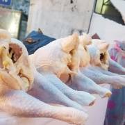 ‘Gà mái đẻ’ 40-50.000 đồng/kg ở vỉa hè là gà thải loại nhập từ Hàn Quốc?