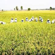 Tập đoàn Lộc Trời phát hành cổ phiếu giá ưu đãi cho hơn 1.700 nông dân