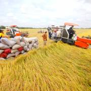 Xuất khẩu gạo: Việt Nam đã bớt phụ thuộc vào thị trường Trung Quốc