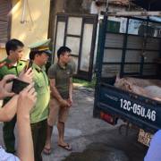Cảnh báo nguy cơ dịch tả lợn châu Phi có thể lan sang Việt Nam