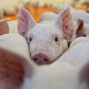 Ngăn chặn dịch tả heo châu Phi: dừng nhập khẩu thịt heo từ Ba Lan và Hunggary