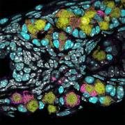 Bước tiến mới: Tạo ra trứng người từ tế bào gốc