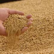 Doanh nghiệp kiến nghị ‘lùi’ thời gian tạm ngừng nhập khẩu lúa mì