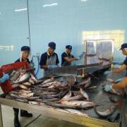 Lo vỡ trận, Bộ Nông nghiệp yêu cầu giám sát chặt nuôi cá tra