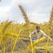 Thách thức đất đai trong cuộc khủng hoảng nông nghiệp Ấn Độ