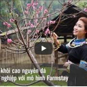 [Video]: Hoa khôi miền Cao nguyên đá quyết chí khởi nghiệp với mô hình Farmstay