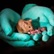 Chuột con sinh ra từ… hai chuột mẹ