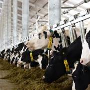Việt Nam sẽ xuất khẩu sữa sang Trung Quốc từ 2019