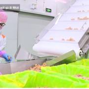 [Video]: Dây chuyền ‘chuẩn-chất’ đưa con gà Việt Nam vào thị trường Nhật Bản