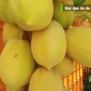 [Video]: Đu đủ vàng miền tây, quả vàng cho sức khỏe