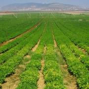 Bí quyết thành công của nông nghiệp Israel là ‘không có gì’