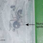 Những con nhện tiết ra một loại ‘sữa nhện’ đậm đặc protein