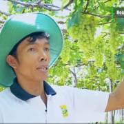 [Video]: Thăm vườn nho sạch của quán quân Dự án khởi nghiệp 2015