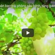 [Video]: Thăm vườn nho bao trái Quy Anh – Ninh Thuận