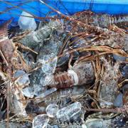 Bão số 9 khiến tôm hùm, cá lồng bè ở Ninh Thuận chết hàng loạt