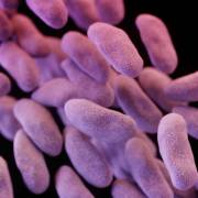 ‘Siêu khuẩn’ giết 33.000 người mỗi năm ở châu Âu