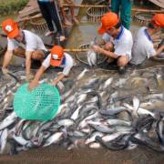 Năm 2018, Trung Quốc có thể sản xuất 30.000 tấn cá tra giá cạnh tranh với VN