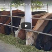 [Video] DN Huy Long An: nuôi bò theo chuẩn không lo đầu ra