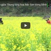 [Video] Ngất ngây giữa Thung lũng hoa Bắc Sơn bồng bềnh ở xứ Lạng