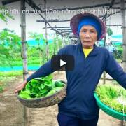 [Video] Nông nghiệp hữu cơ của những nông dân sinh thái Hội An