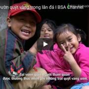 [Video] Độc đáo vườn quýt vàng trong hang Hú, Lạng Sơn
