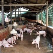 Nguy cơ cao dịch tả lợn châu Phi xâm nhiễm vào Việt Nam