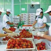 Hướng đi bền vững cho xuất khẩu rau quả
