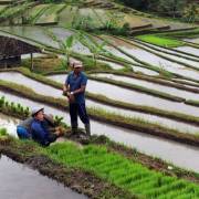 Indonesia tập huấn 12.000 nông dân thế hệ thiên niên kỷ