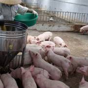 Bộ Tư pháp kiểm tra quy định ‘không được cho lợn ăn bèo tây’