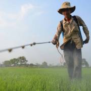 Thuốc diệt cỏ gây ung thư, sao Việt Nam chưa cấm?