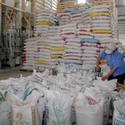 NHNN yêu cầu các ngân hàng hạ lãi suất cho vay thu mua lúa gạo xuống 6%