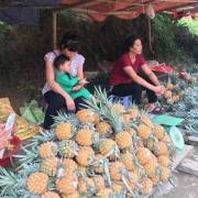 Nông sản sang Trung Quốc: đối mặt khúc quanh hiểm nghèo