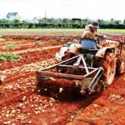 Lâm Đồng dán tem chống giả cho hơn 1.500 tấn khoai tây Đà Lạt