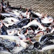 Trung Quốc đang đẩy nhanh kế hoạch ‘nội địa hoá cá tra’