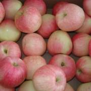 Ấn Độ xem xét dỡ bỏ lệnh cấm nhập khẩu táo và lê Trung Quốc