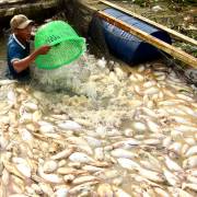 1.000 tấn cá bè chết trên sông La Ngà – Đồng Nai