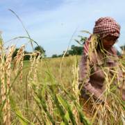 Ông Hun Sen kêu gọi nông dân trồng lúa Campuchia ‘nói không’ với hóa chất