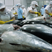 VKFTA chưa mang lại nhiều thuận lợi cho ngành cá ngừ