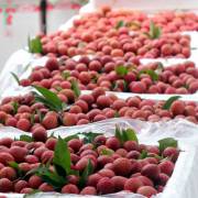 Những điều cần biết khi xuất khẩu trái cây sang Trung Quốc