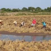 Ngân hàng thế giới đề nghị ĐBSCL giảm diện tích trồng lúa