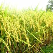 Dự báo thị trường lúa gạo thế giới