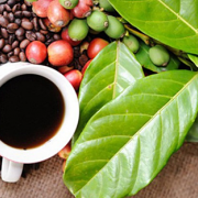 Xuất khẩu cà phê giảm mạnh