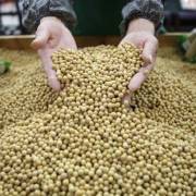 Một số doanh nghiệp Trung Quốc muốn mua nông sản Mỹ