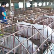 Dự báo thiếu 500.000 tấn thịt lợn vào cuối năm