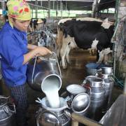 Lô sữa chính ngạch đầu tiên chuẩn bị sang Trung Quốc